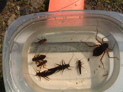 Image of American Salmonfly