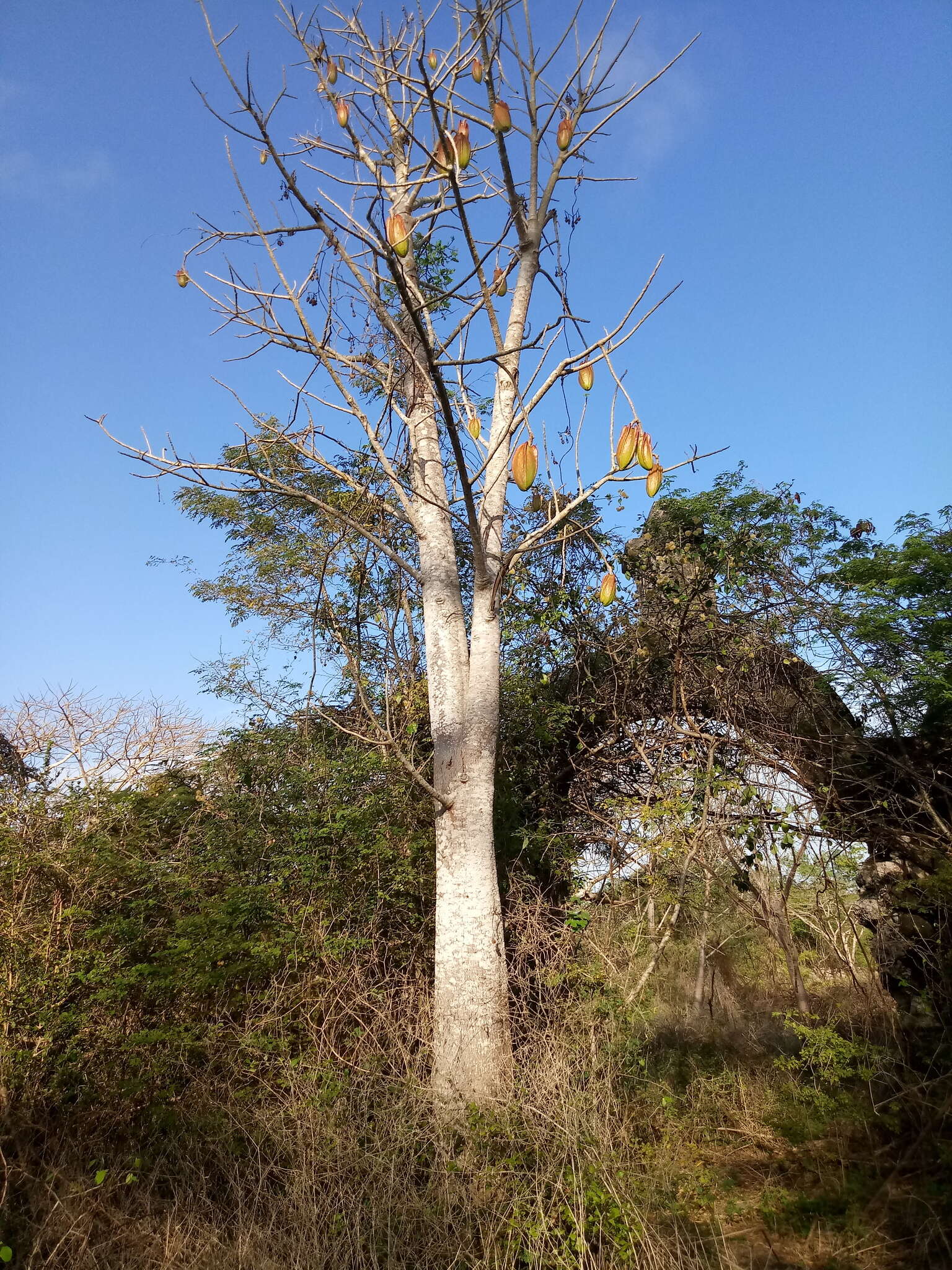 Image of Jacaratia mexicana A. DC.