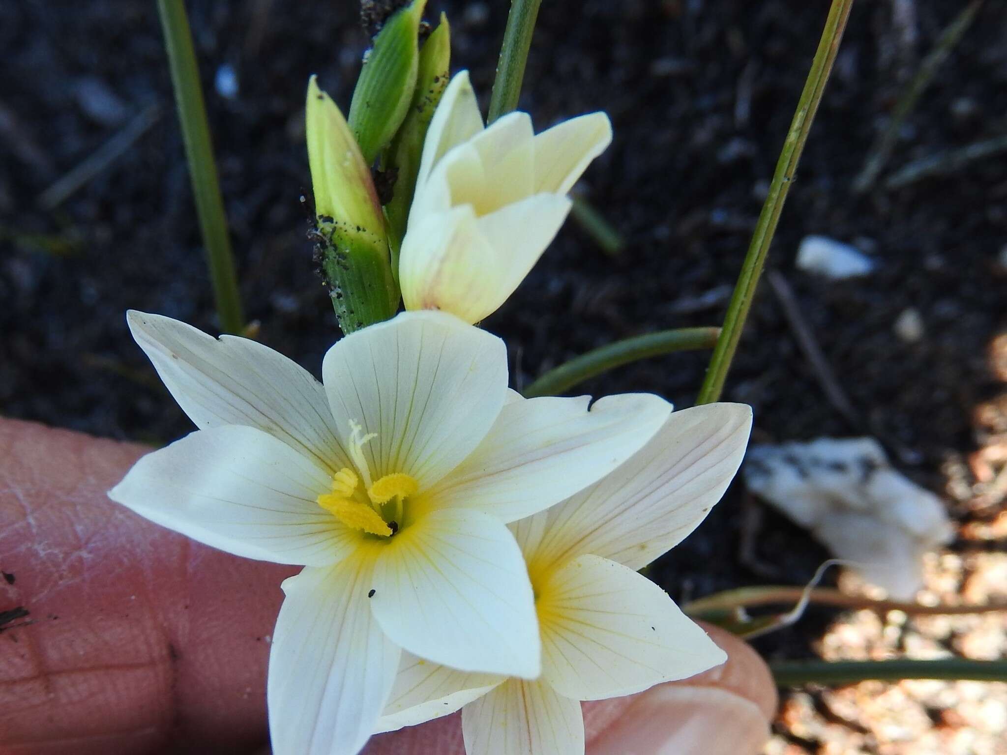 Image of Geissorhiza hispidula (R. C. Foster) Goldblatt