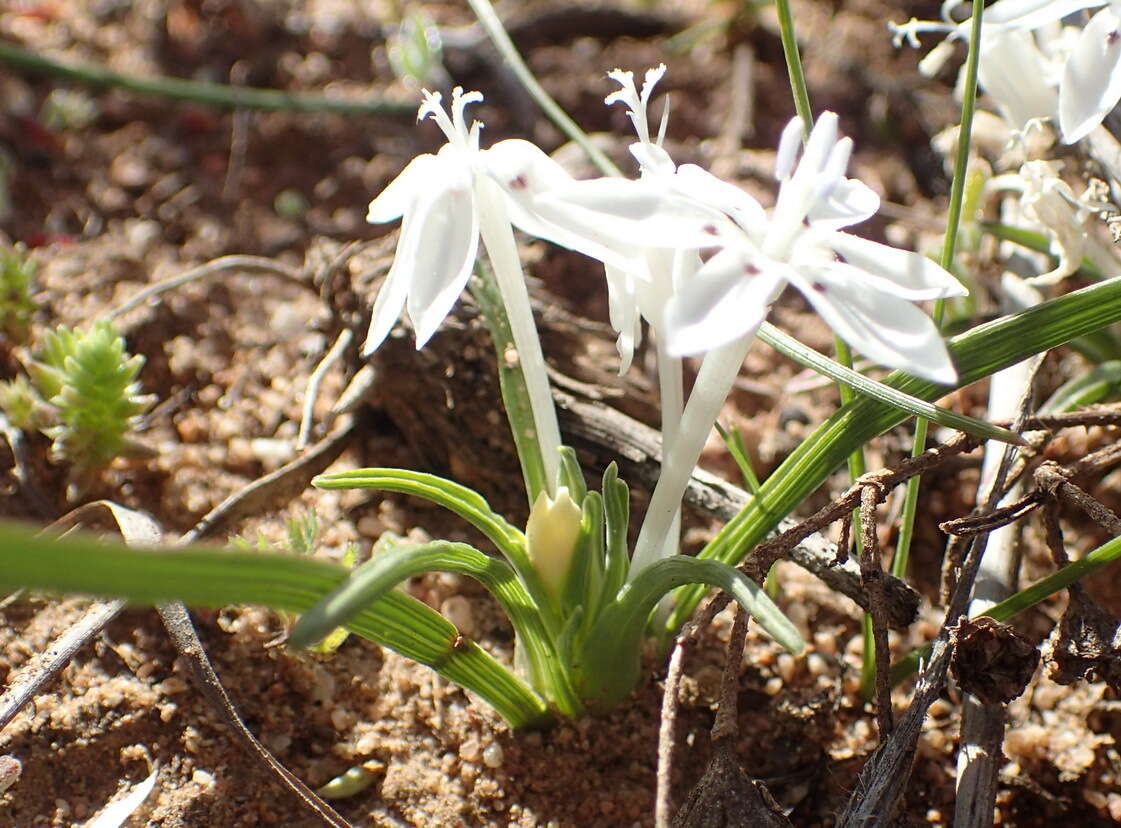 Image of Lapeirousia plicata (Jacq.) Diels