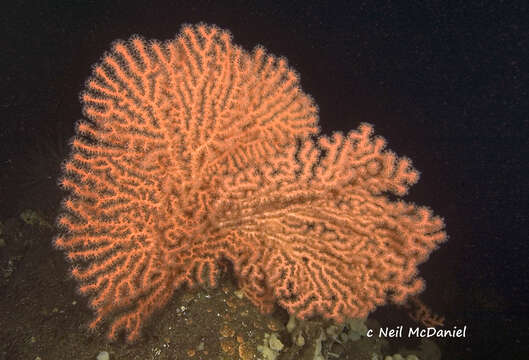 Image of pink bubblegum coral