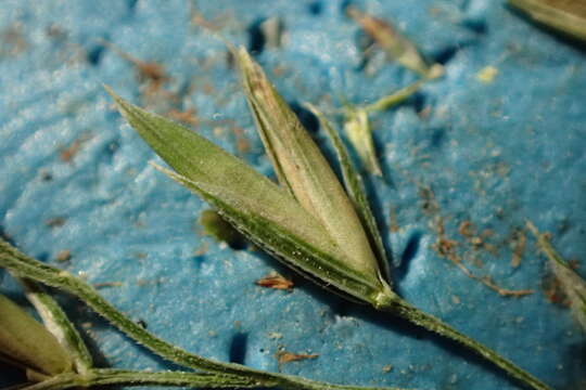 Image of Texas fescue