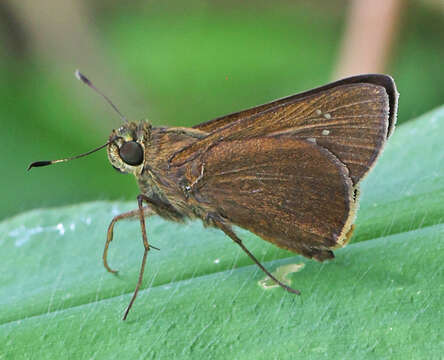 Image of blank swift