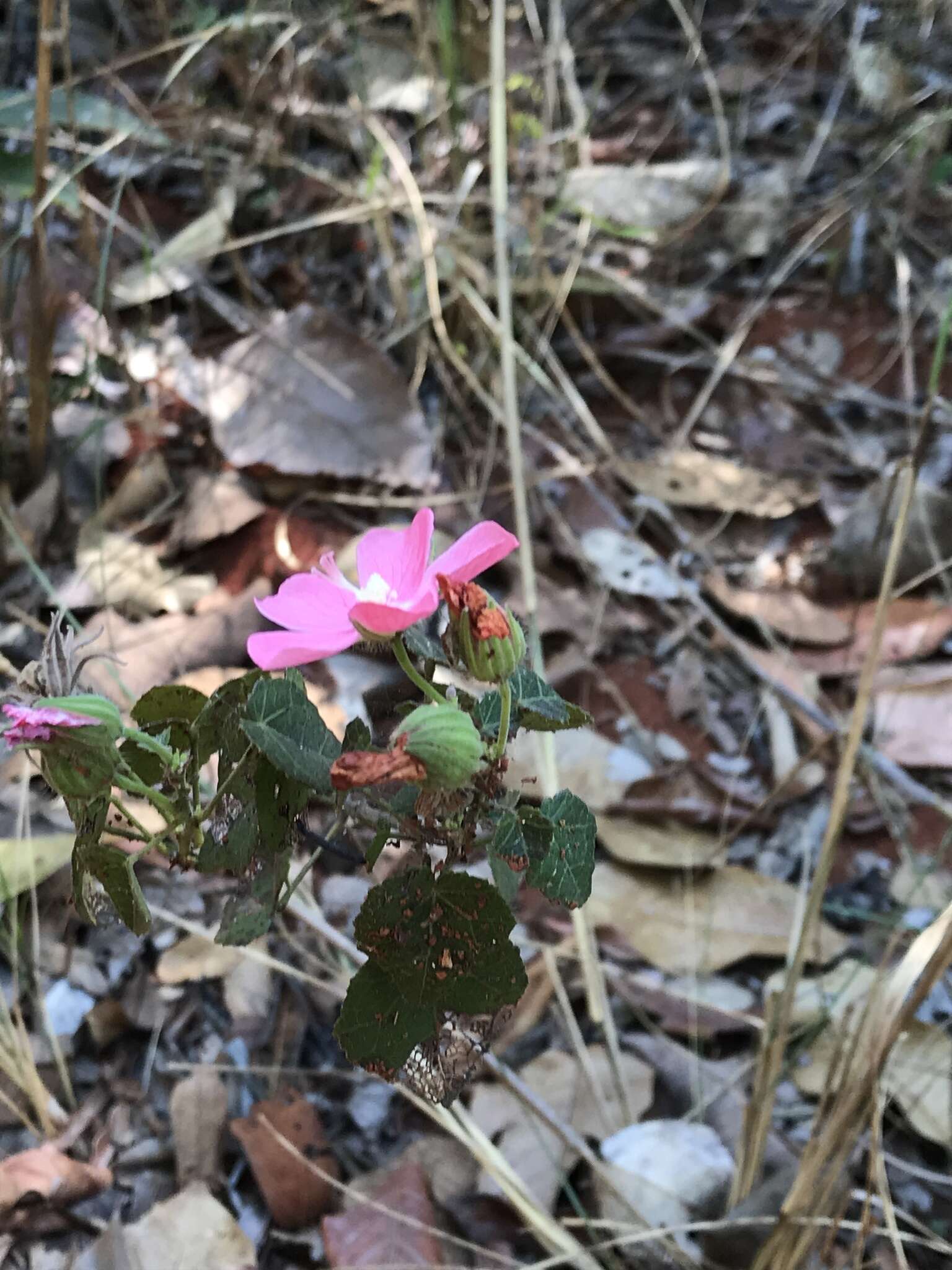 Image of Pavonia rosa-campestris A. St.-Hil.