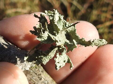 Image of cartilage lichen