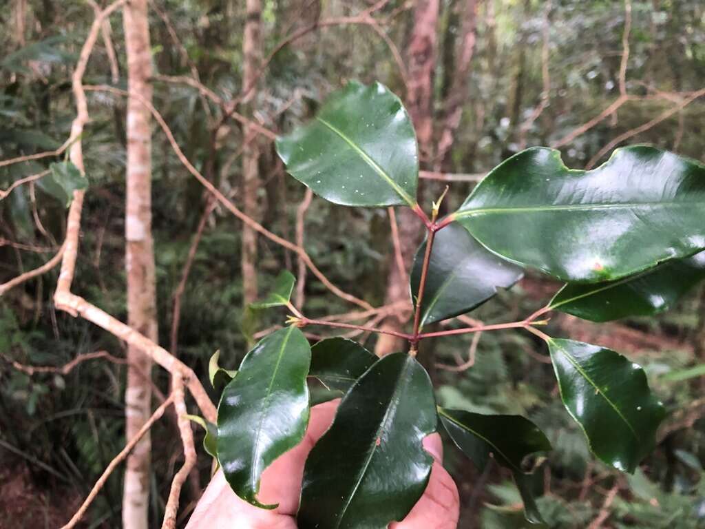 Image of Syzygium crebrinerve (C. T. White) L. A. S. Johnson