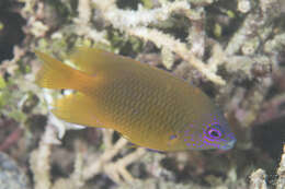 Image of Azurespt damselfish