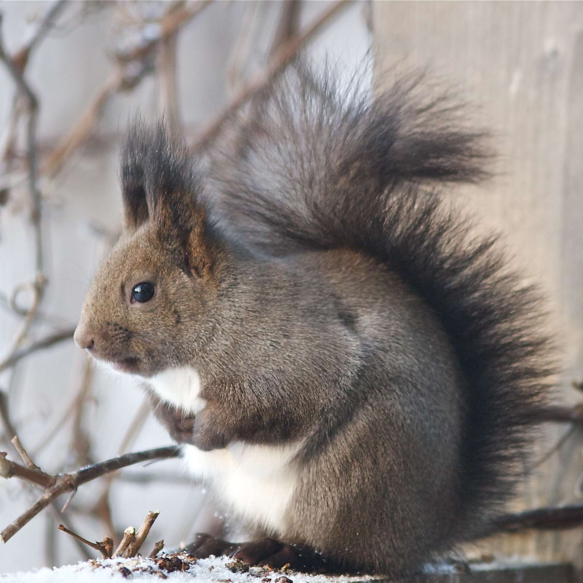 Слика од Sciurus vulgaris orientis Thomas 1906