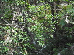 Image of Pilidiostigma rhytisperma (F. Müll.) Burret