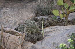 Image of Echinocereus santaritensis W. Blum & Rutow