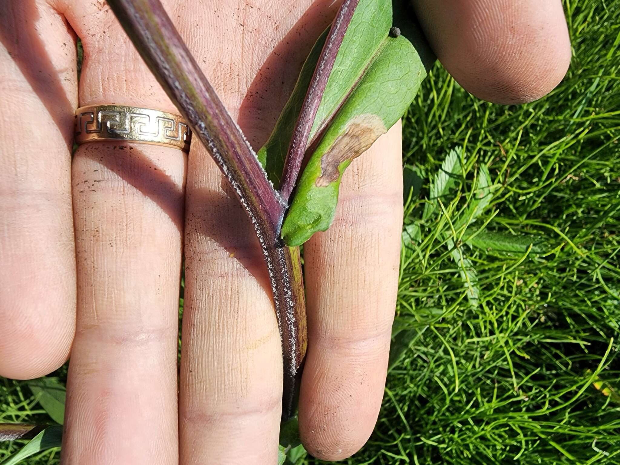 Image of <i>Symphyotrichum <i>novi-belgii</i></i> var. novi-belgii