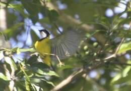 Image of Australian Golden Whistler