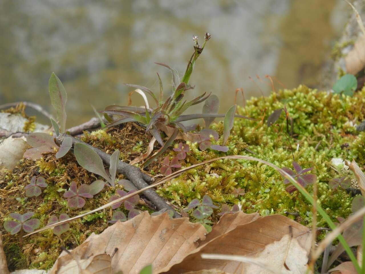 Image of Hedgehog Wood-Rush