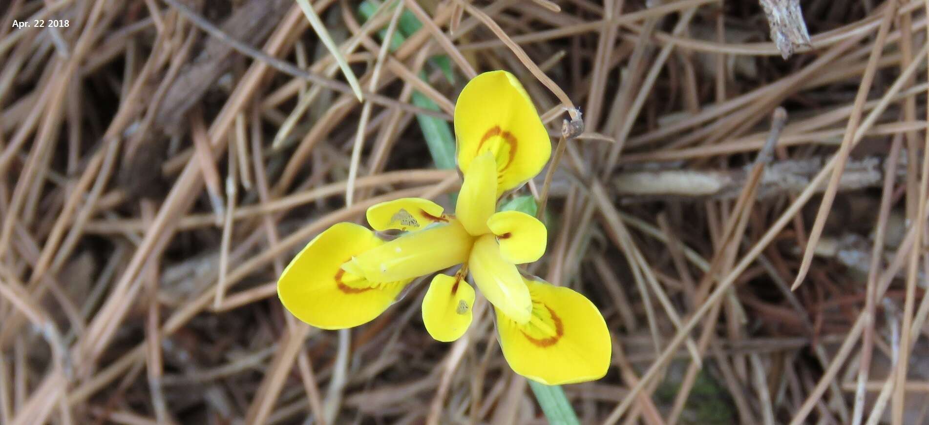 Sivun Iris minutoaurea Makino kuva