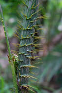 Image of large Lawyer Cane