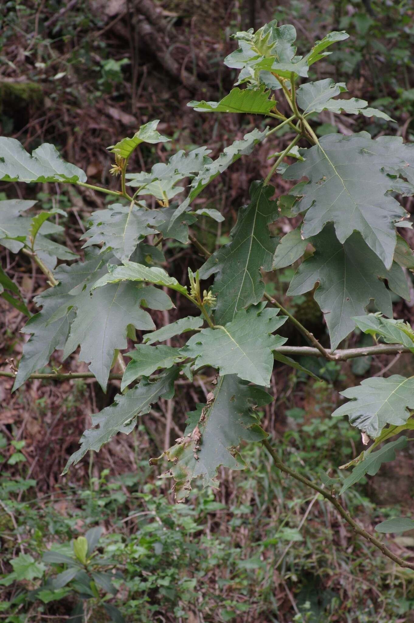 Solanum chrysotrichum Schltdl.的圖片