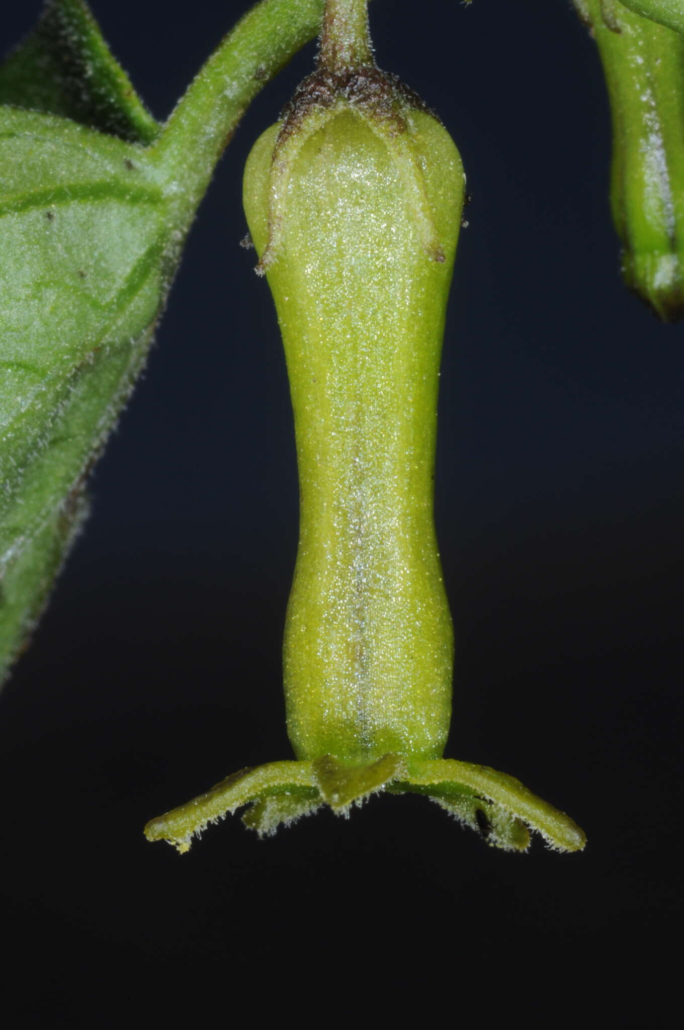 Image of Salpichroa scandens Damm.