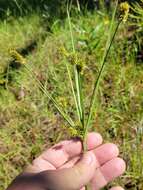 Image of ovateleaf flatsedge