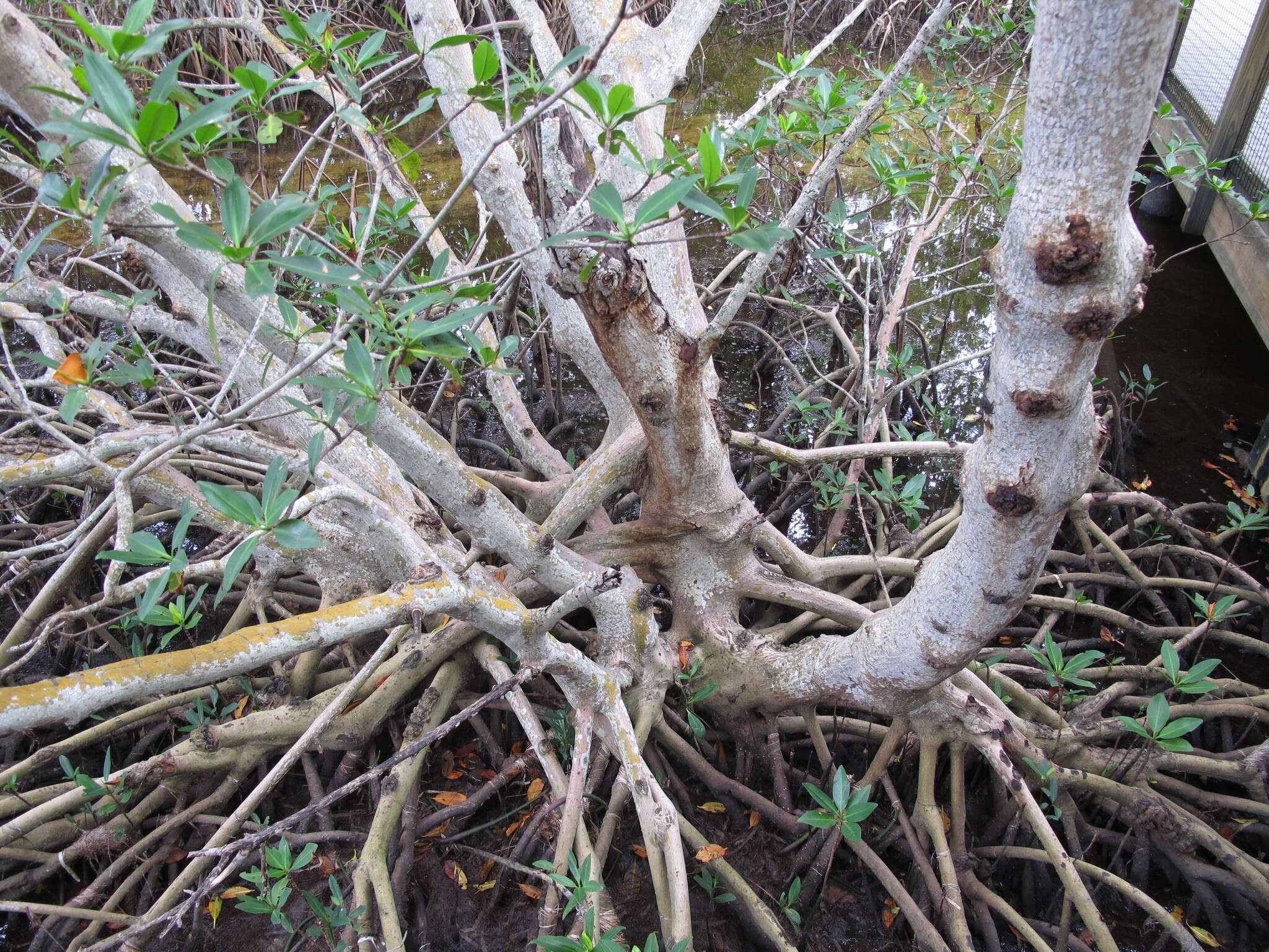 Image of red mangrove