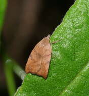 Tortricopsis euryphanella Meyrick 1883 resmi