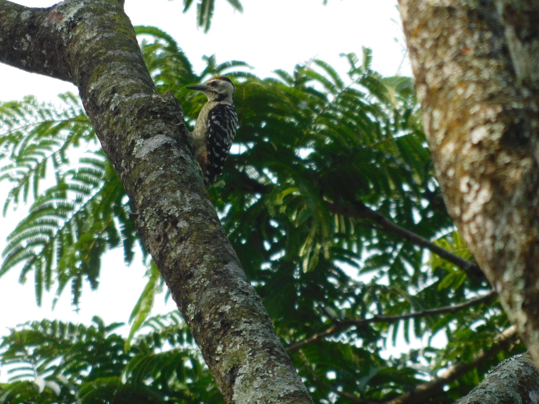 Image of Freckle-breasted Woodpecker
