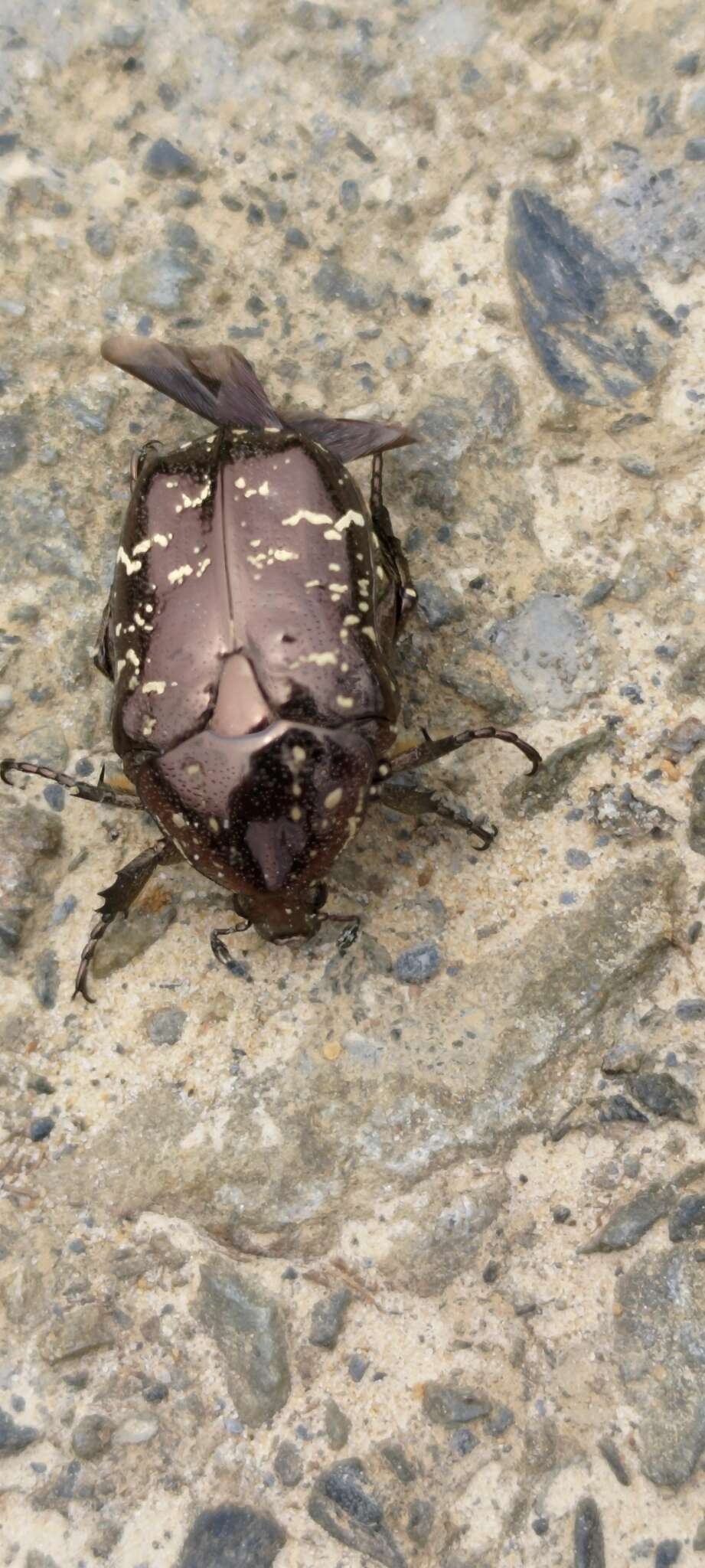 Image of Protaetia (Calopotosia) orientalis sakaii Kobayashi 1994