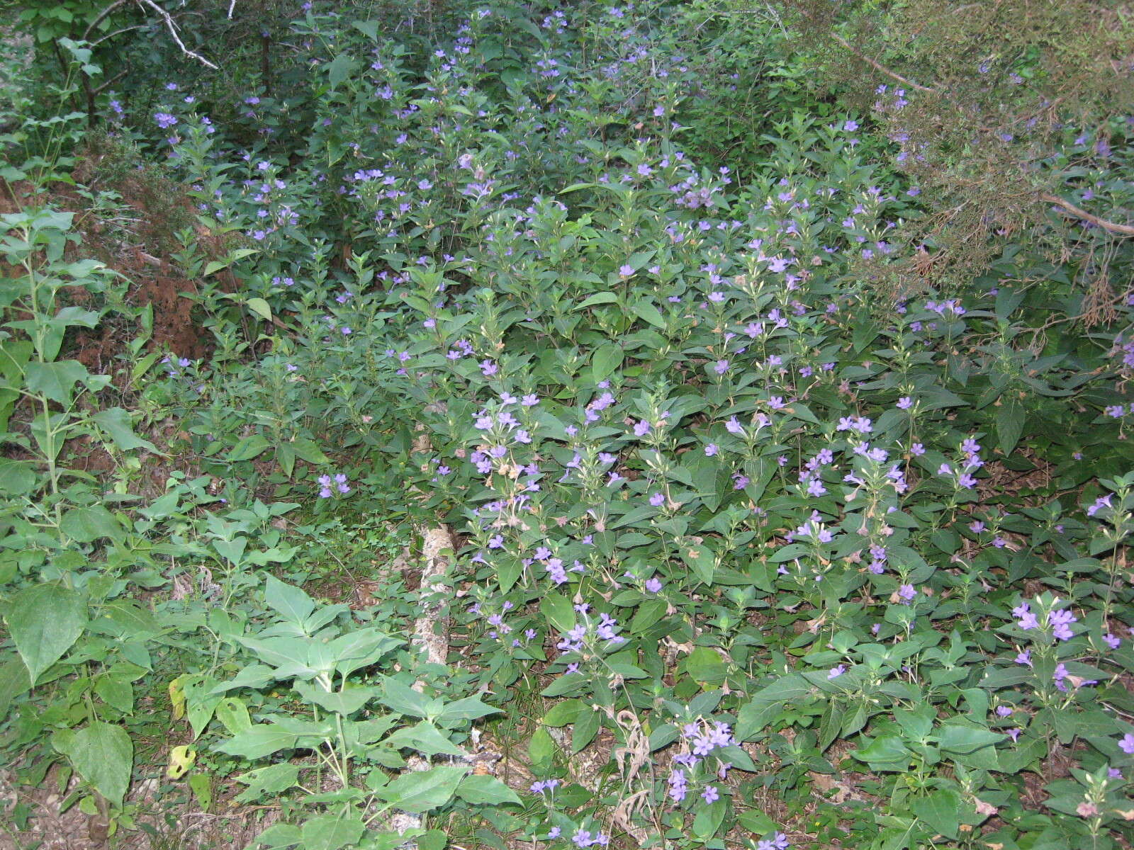 Image of Drummond's wild petunia