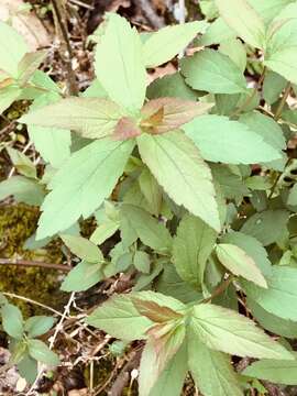 Image of Spiraea alba var. alba