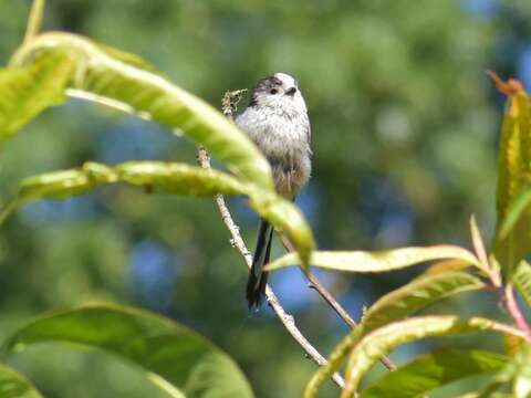 Aegithalos caudatus rosaceus Mathews 1938的圖片