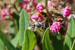 Image of Andrena kalmiae Atwood 1934