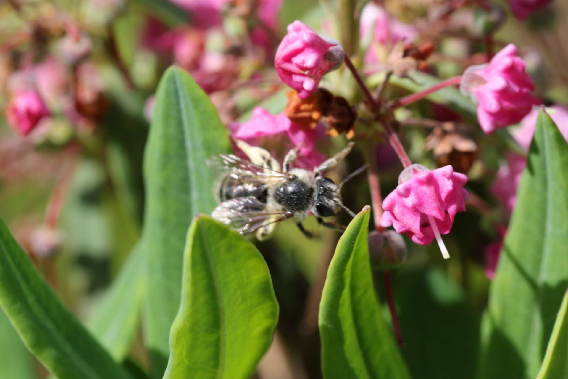 Image of Andrena kalmiae Atwood 1934