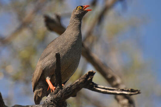 Image of Red-billed Francolin