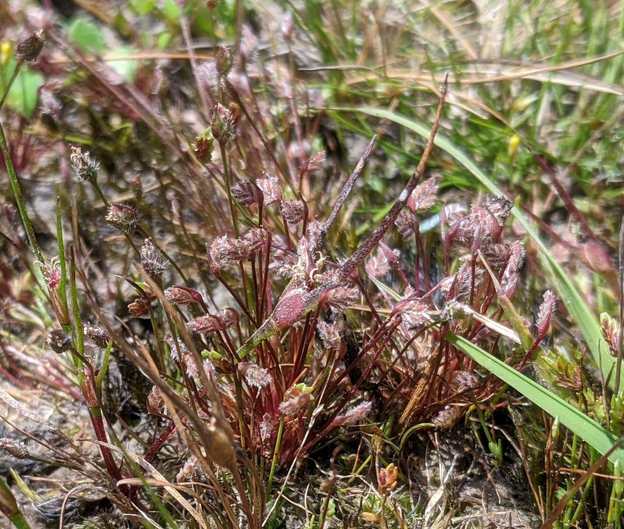 Слика од Aphelia gracilis Sond.