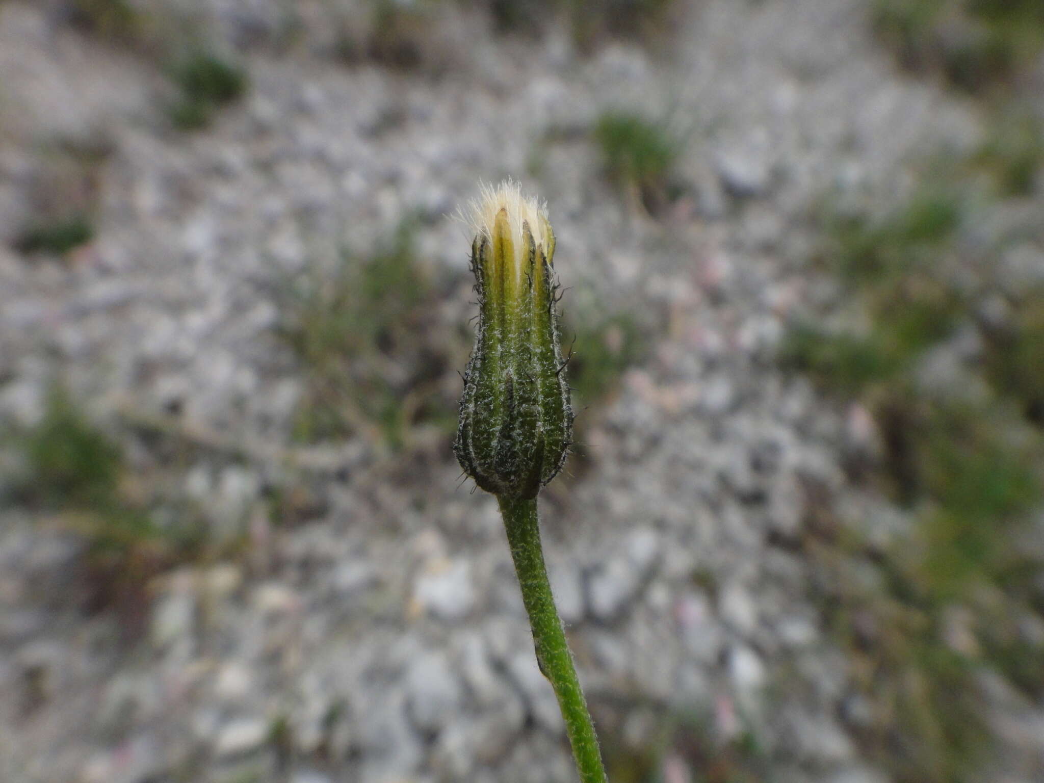 صورة Crepis jacquinii subsp. jacquinii