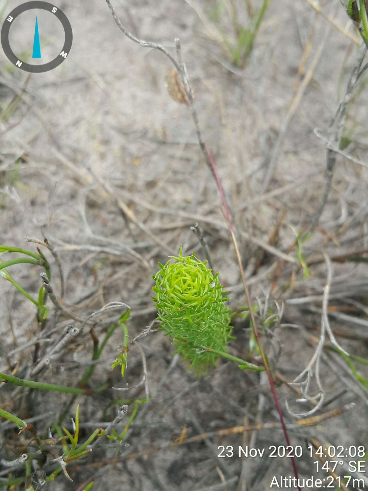 Euryops ursinoides B. Nordenst. resmi