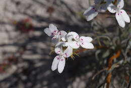 Image of Stylidium crossocephalum F. Müll.