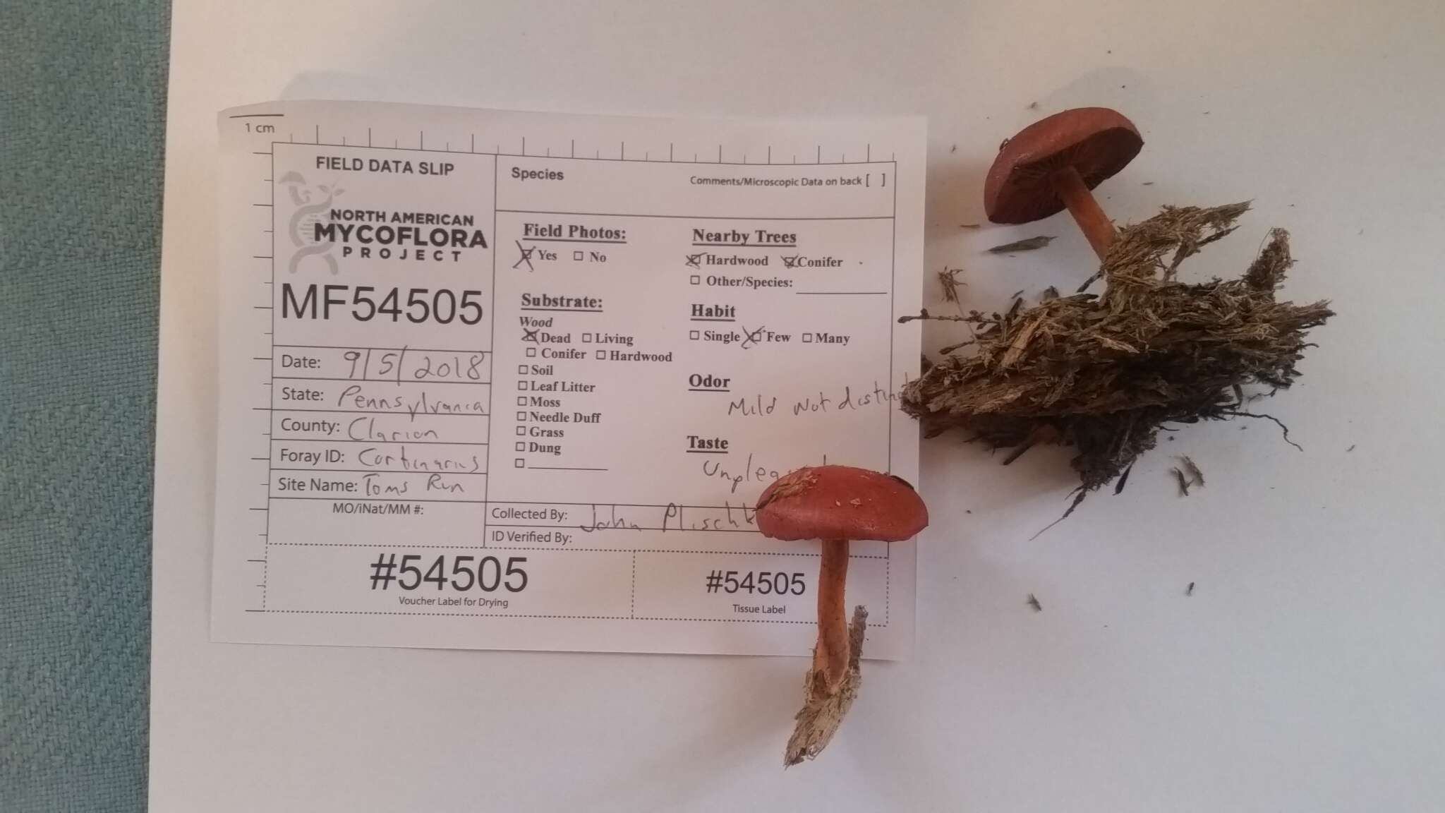 Image of Cortinarius harrisonii Ammirati, Niskanen & Liimat. 2013