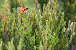 Imagem de Diospyros glabra (L.) De Winter