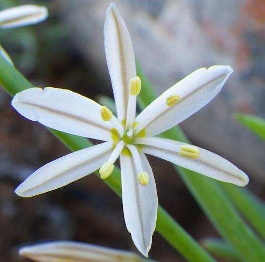 Слика од Trachyandra aridimontana J. C. Manning