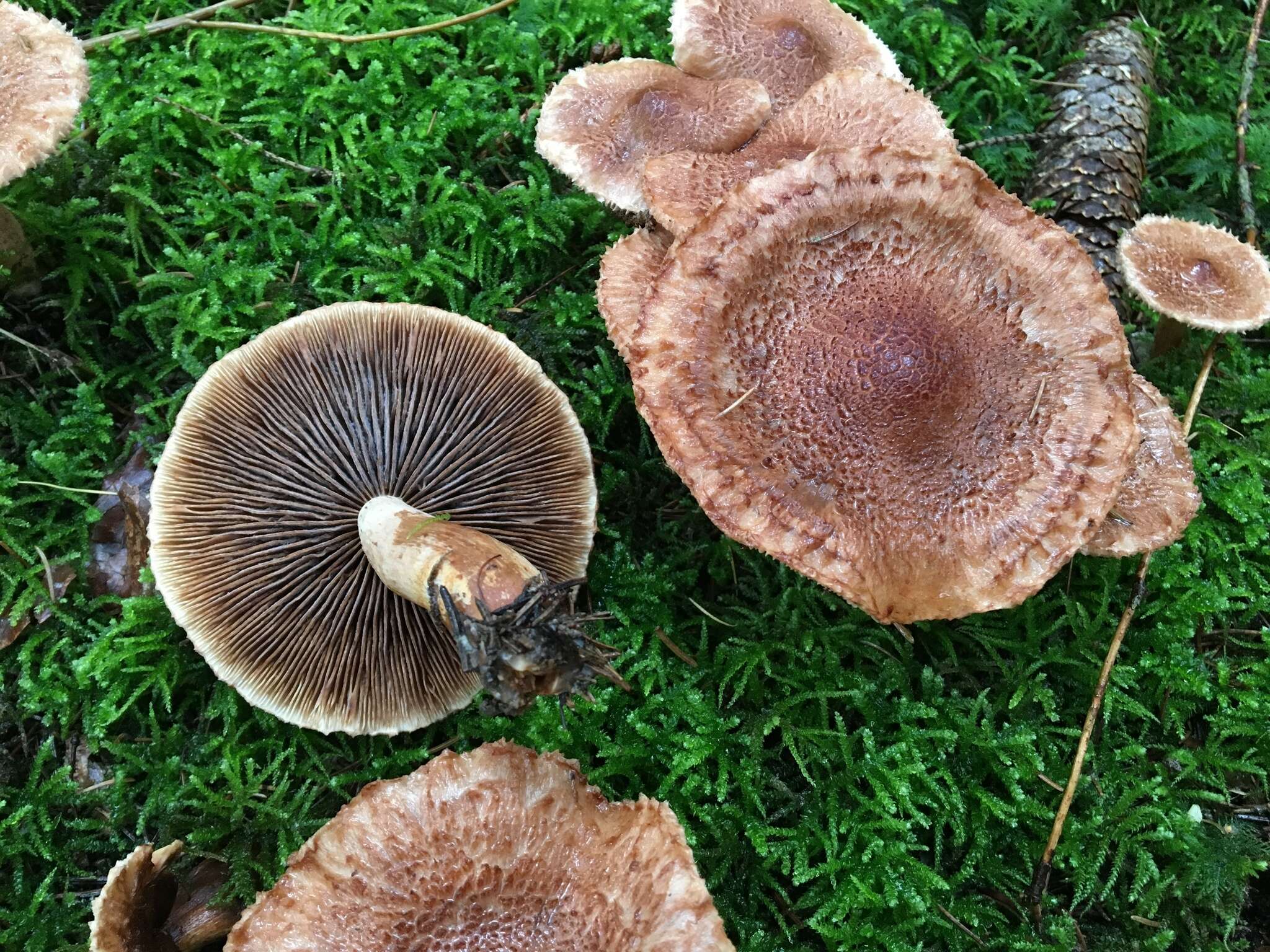 Слика од Tricholoma vaccinum (Schaeff.) P. Kumm. 1871