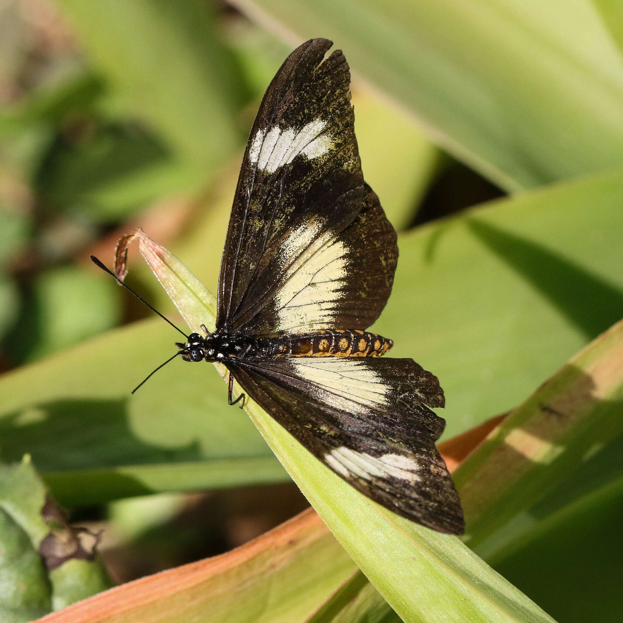 Image de Acraea esebria Hewitson 1861