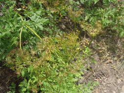 Image de Ligusticum porteri Coult. & N. E. Rose