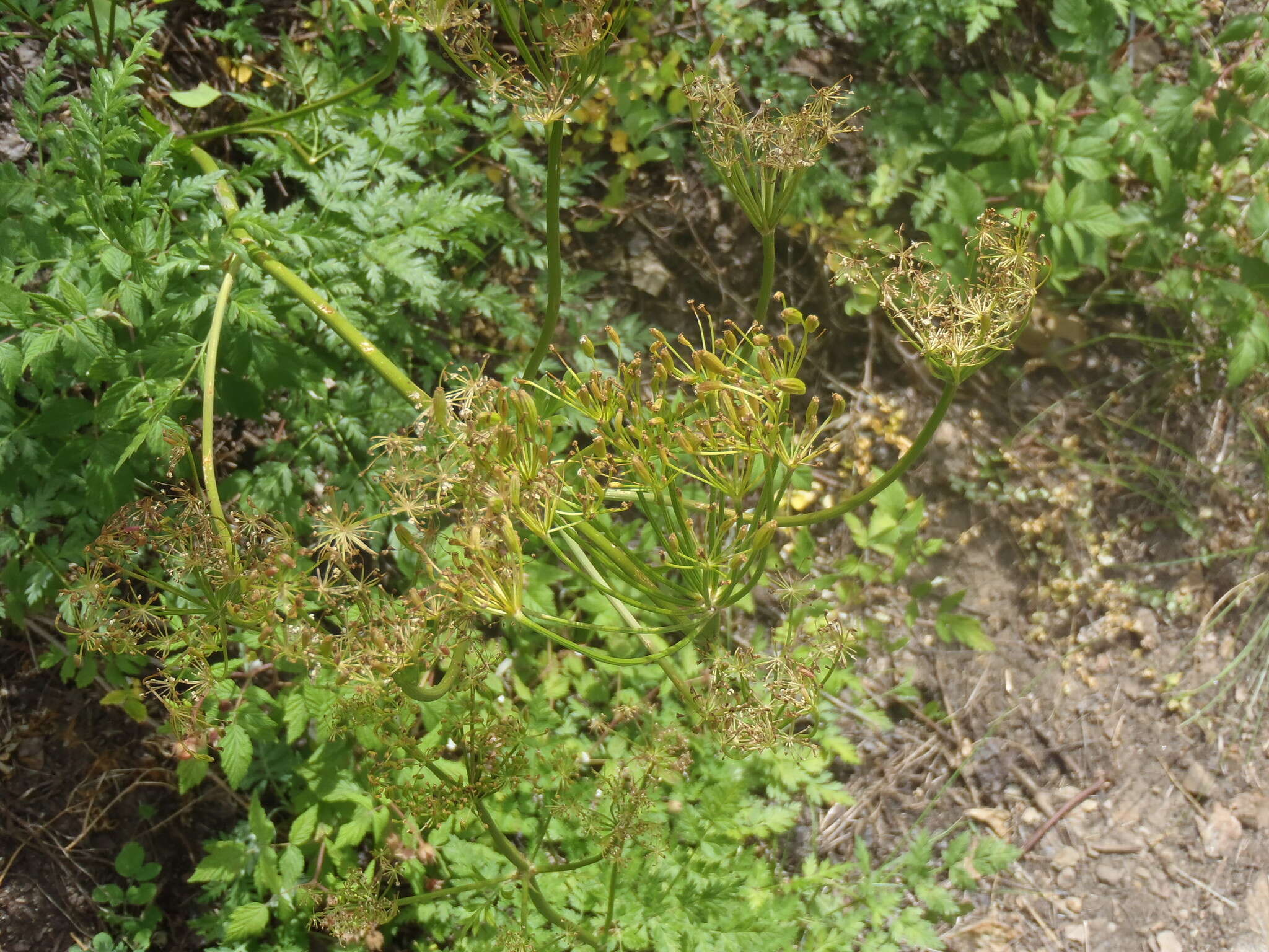 Ligusticum porteri Coult. & N. E. Rose resmi