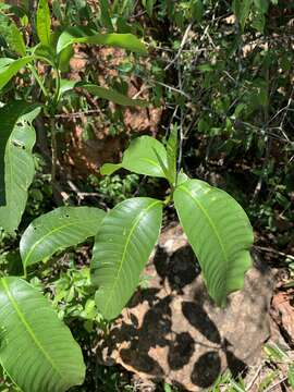 Image of Toad-tree