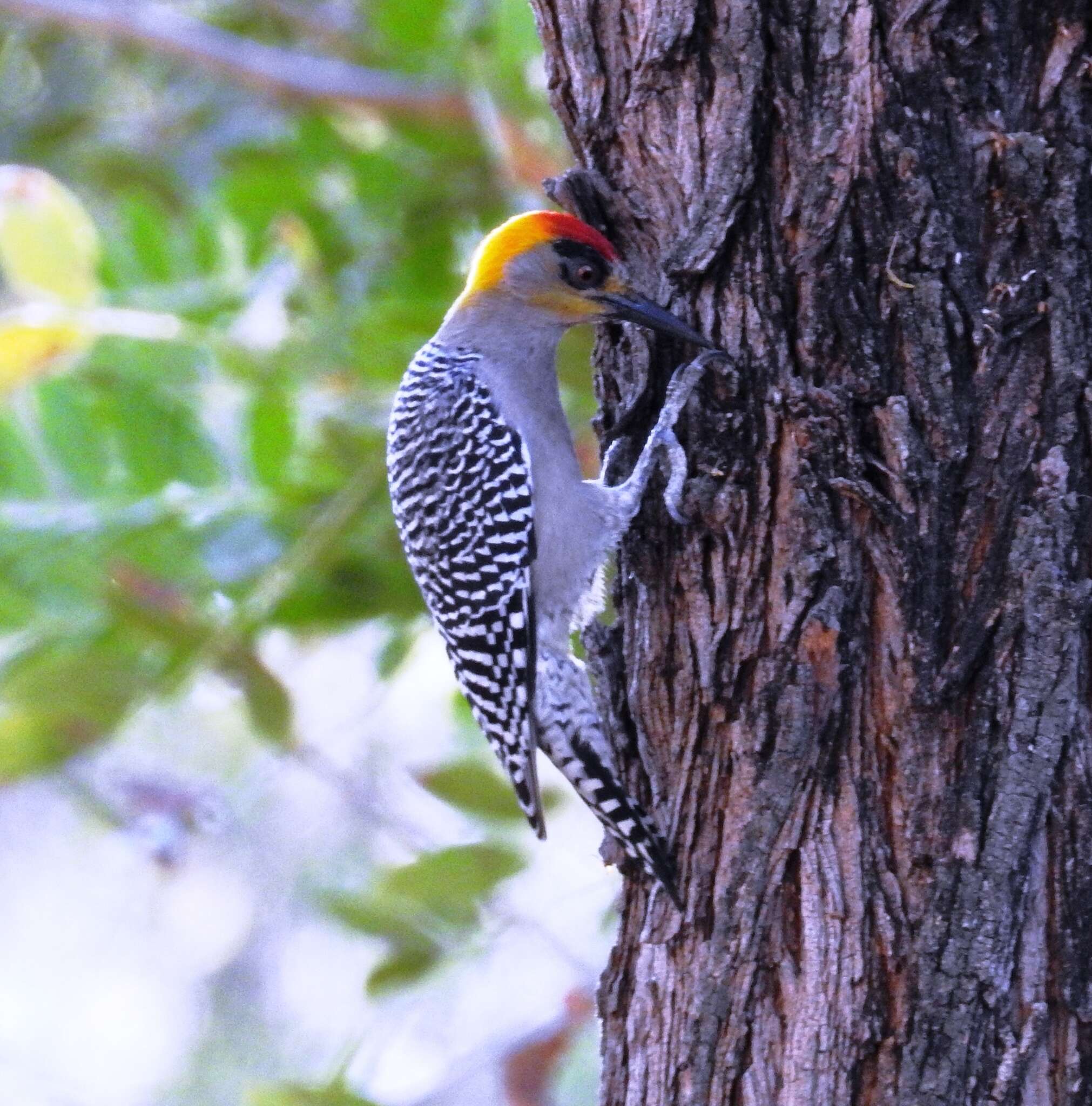 Image of Golden-cheeked Woodpecker