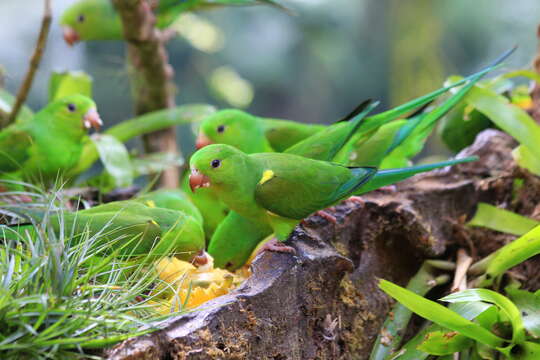 Image of Plain Parakeet