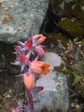 Echeveria subrigida (Robins. & Seaton) Rose ex Britton & Rose resmi