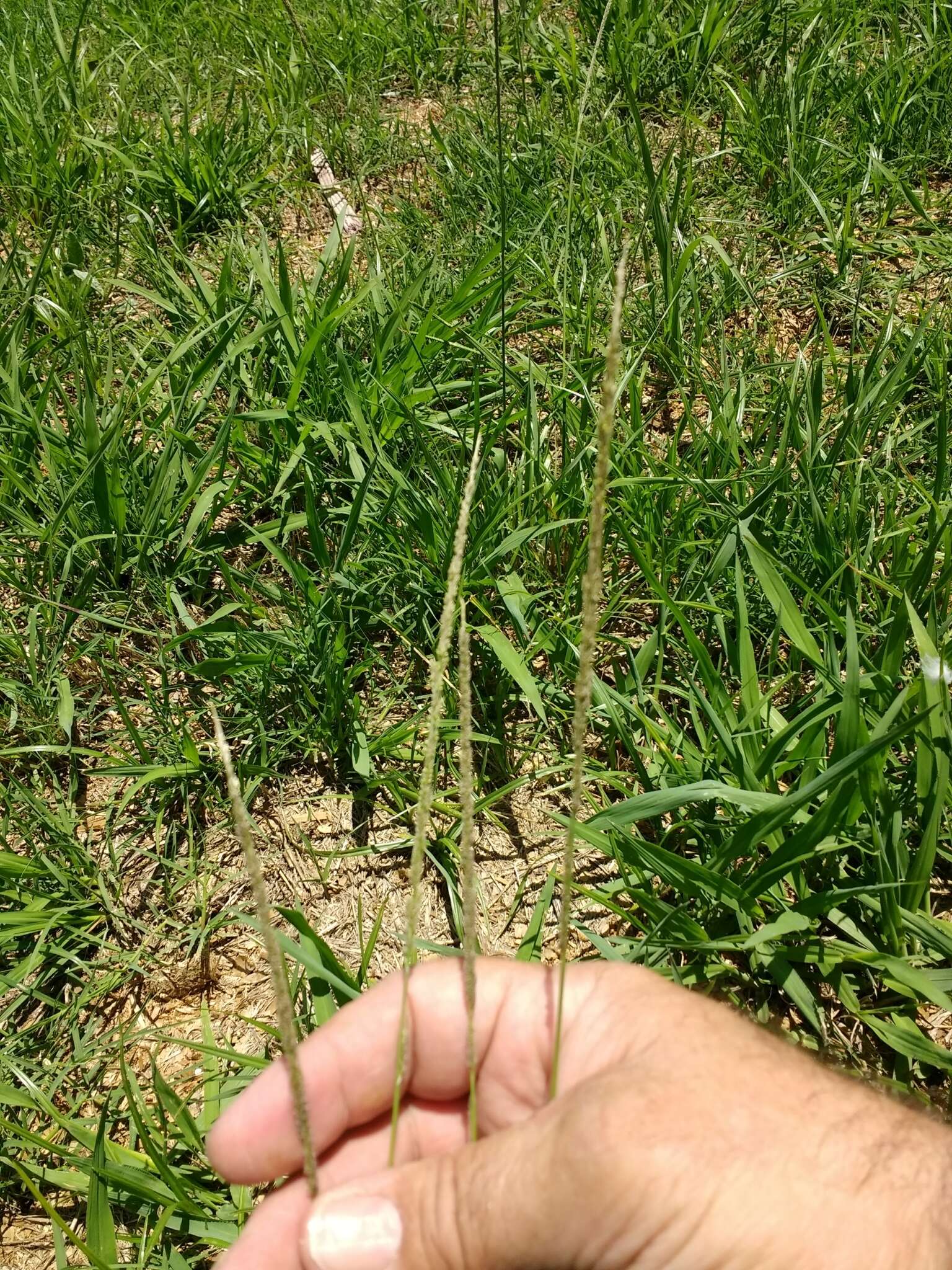 Image of smut grass