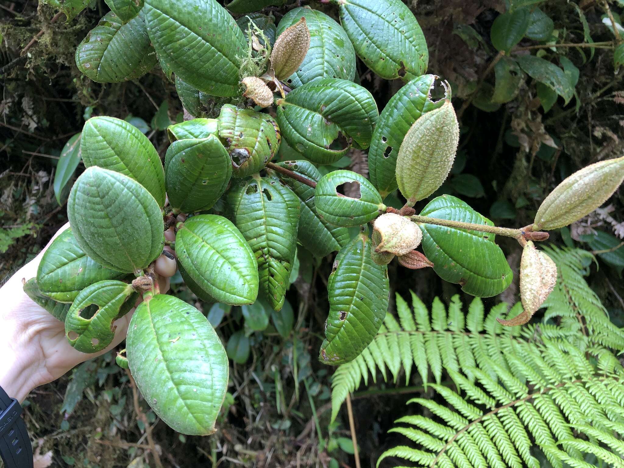 Imagem de Blakea chlorantha F. Almeda