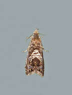 Image of Dichrorampha incanana Clemens 1860